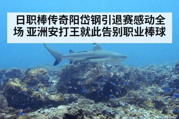 日职棒传奇阳岱钢引退赛感动全场 亚洲安打王就此告别职业棒球